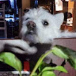 Meet your Posher, Ruby